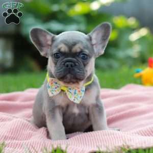 Indi, French Bulldog Puppy